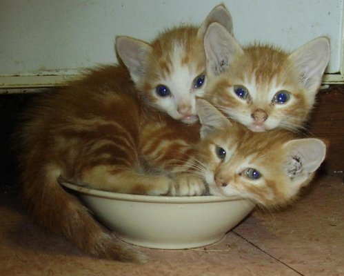 Three headed kitty by dyvyan