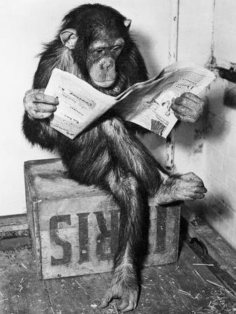  chimpanzee reading newspaper a l 8668236 14258389
