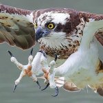 osprey.jpg