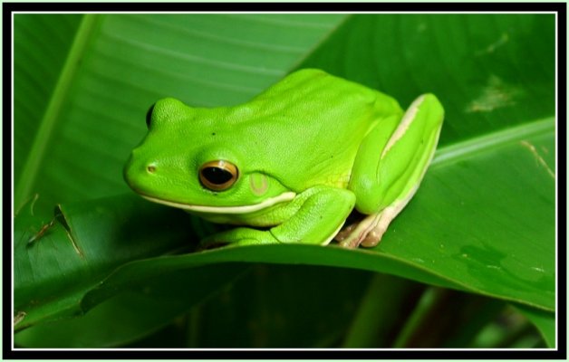 Little green frog white lipped