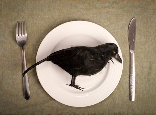 Eating crow