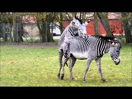 IMG_4294.jpeg