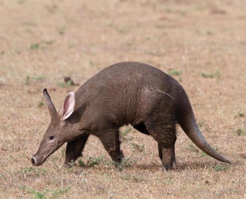 SpeciesPage Aardvark03 02 Solutions