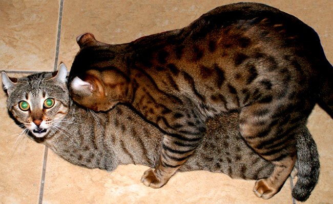 CatsMating Shanahan 50490060