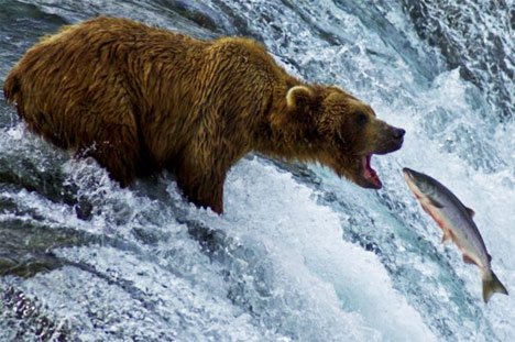 Grizzly bear eating salmon photo01