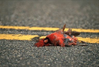 DeadCardinal