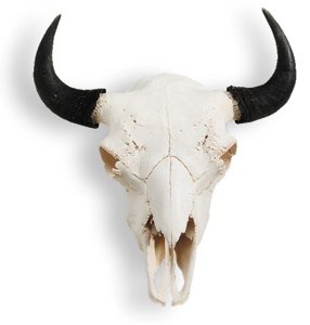 Bison skull lg
