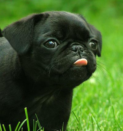 Pug tongue