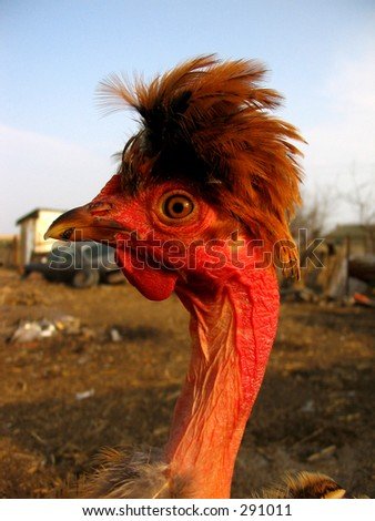 Stock photo funny haircut chicken 291011
