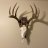 stack55